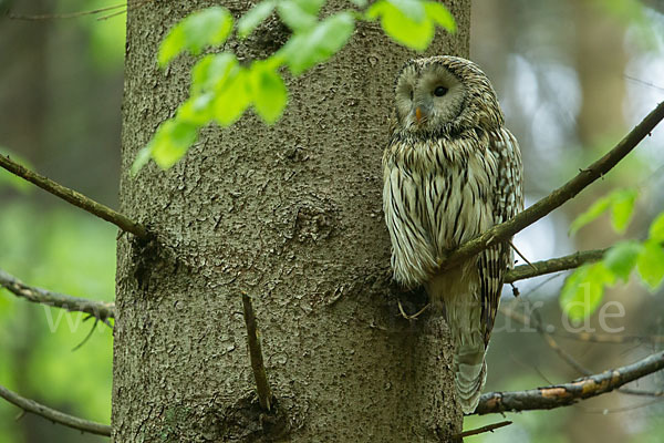 Habichtskauz (Strix uralensis)