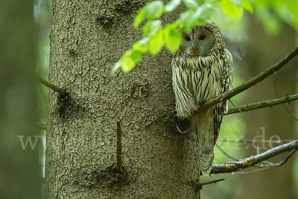 Habichtskauz (Strix uralensis)