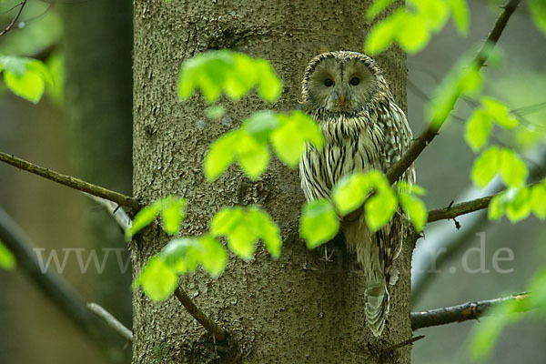 Habichtskauz (Strix uralensis)