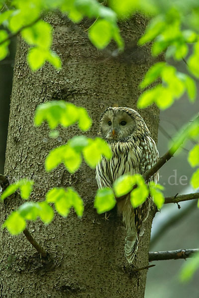 Habichtskauz (Strix uralensis)