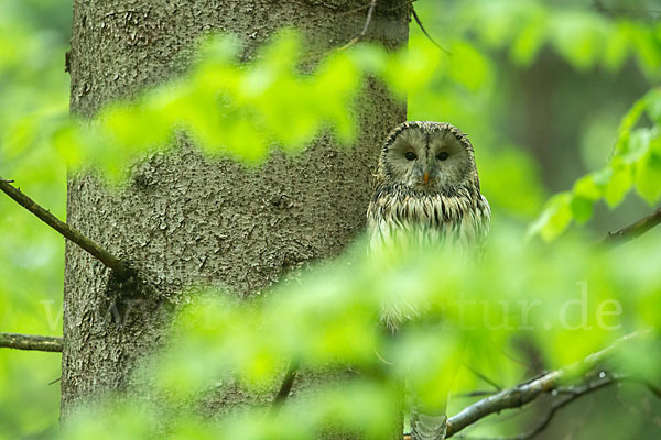 Habichtskauz (Strix uralensis)