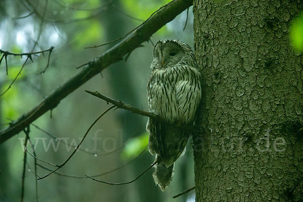 Habichtskauz (Strix uralensis)