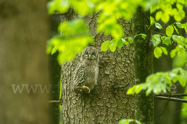 Habichtskauz (Strix uralensis)