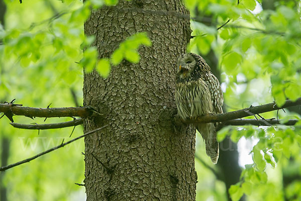 Habichtskauz (Strix uralensis)