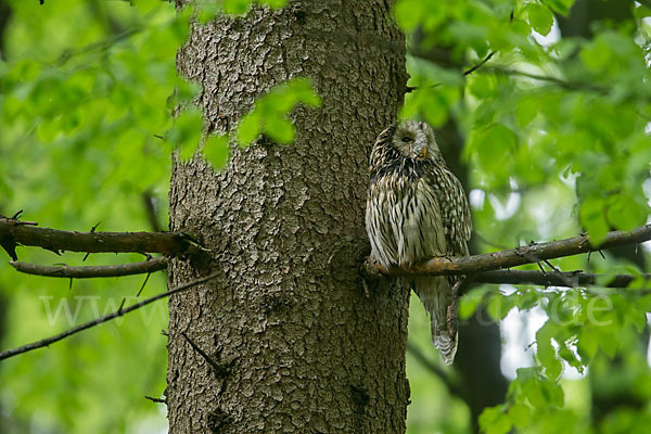 Habichtskauz (Strix uralensis)