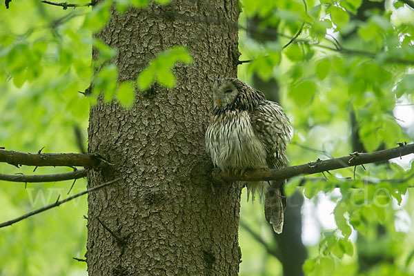 Habichtskauz (Strix uralensis)