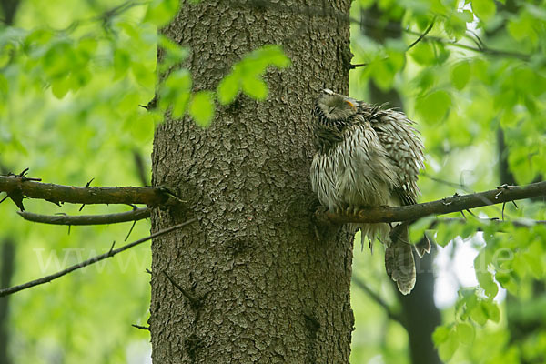 Habichtskauz (Strix uralensis)