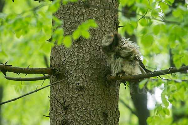 Habichtskauz (Strix uralensis)