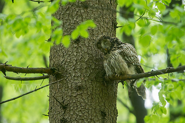 Habichtskauz (Strix uralensis)