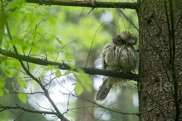 Habichtskauz (Strix uralensis)