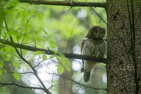 Habichtskauz (Strix uralensis)