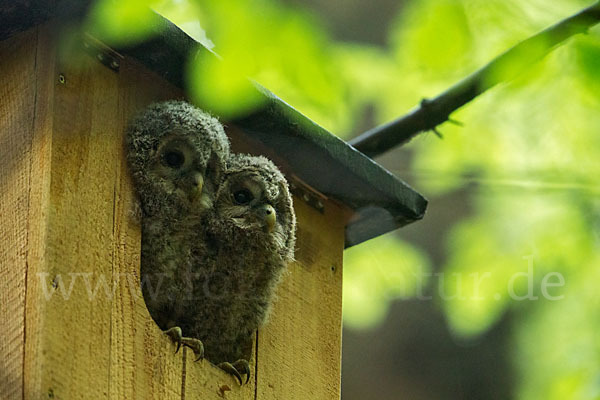 Habichtskauz (Strix uralensis)