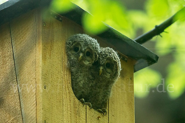 Habichtskauz (Strix uralensis)