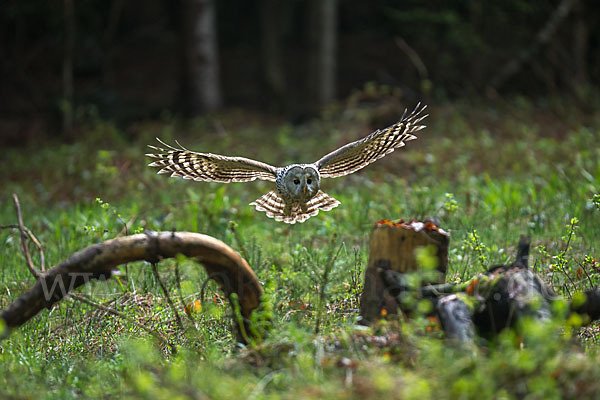 Habichtskauz (Strix uralensis)