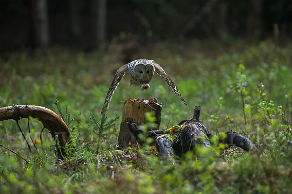 Habichtskauz (Strix uralensis)