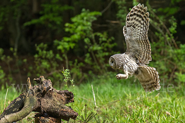 Habichtskauz (Strix uralensis)