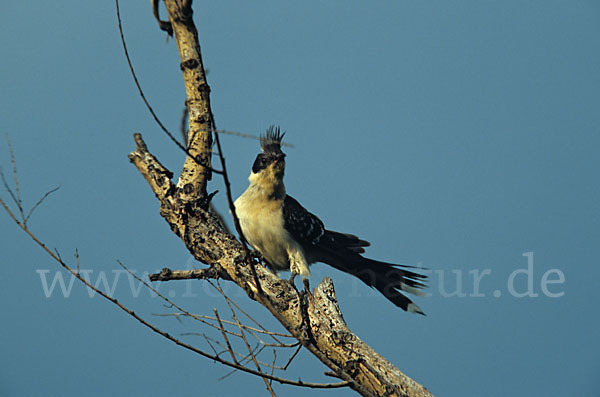 Häherkuckuck (Clamator glandarius)