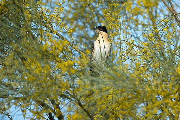 Häherkuckuck (Clamator glandarius)