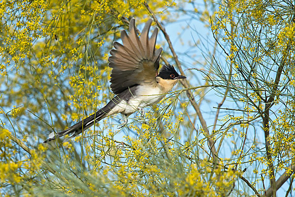 Häherkuckuck (Clamator glandarius)