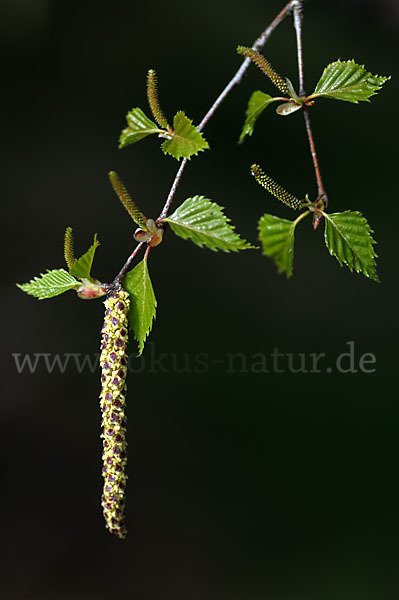 Hänge-Birke (Betula pendula)