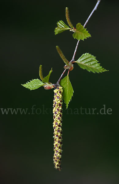 Hänge-Birke (Betula pendula)