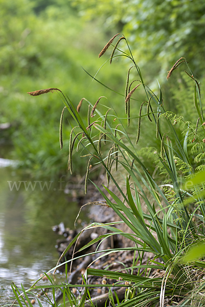 Hänge-Segge (Carex pendula)