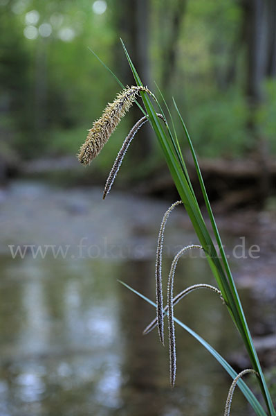 Hänge-Segge (Carex pendula)