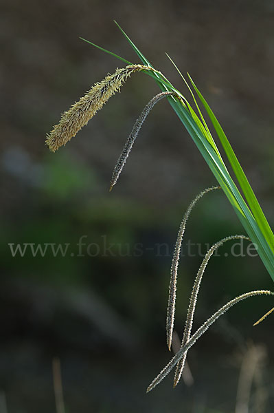 Hänge-Segge (Carex pendula)