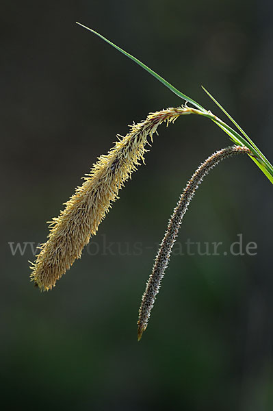 Hänge-Segge (Carex pendula)