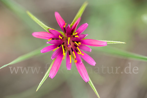 Haferwurzel (Tragopogon porrifolius)