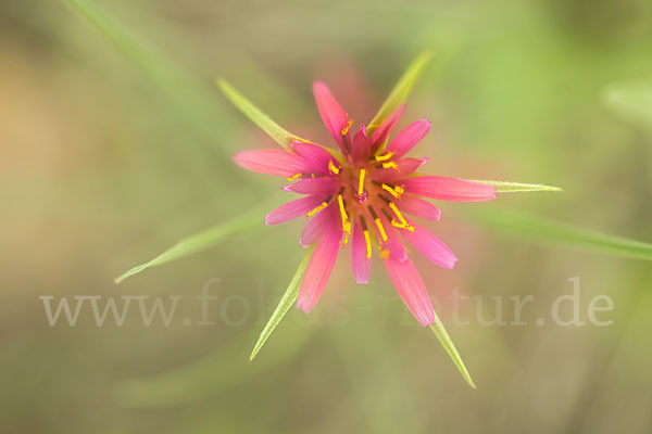 Haferwurzel (Tragopogon porrifolius)