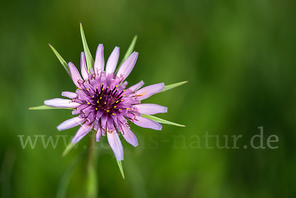 Haferwurzel (Tragopogon porrifolius)