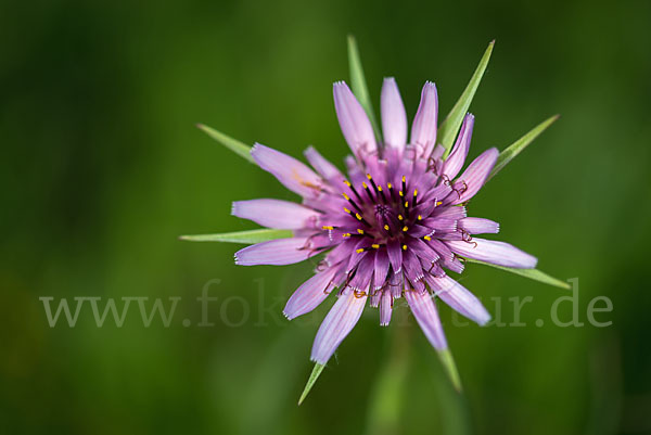 Haferwurzel (Tragopogon porrifolius)