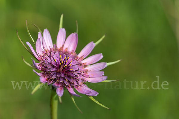 Haferwurzel (Tragopogon porrifolius)