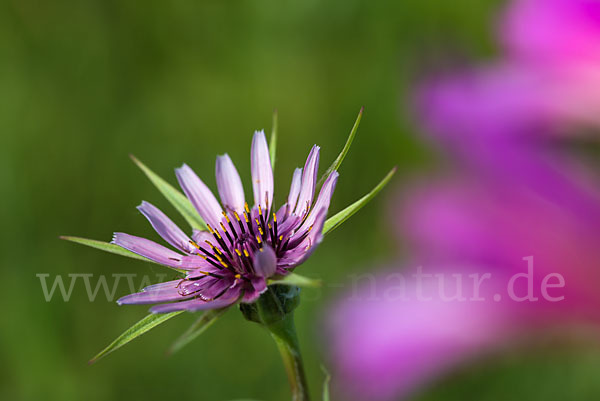 Haferwurzel (Tragopogon porrifolius)