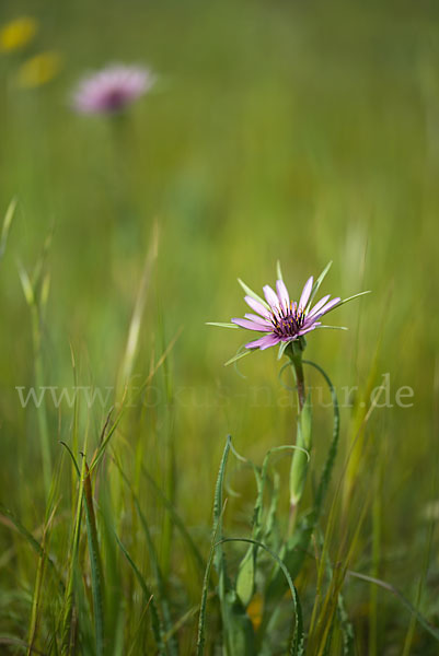 Haferwurzel (Tragopogon porrifolius)