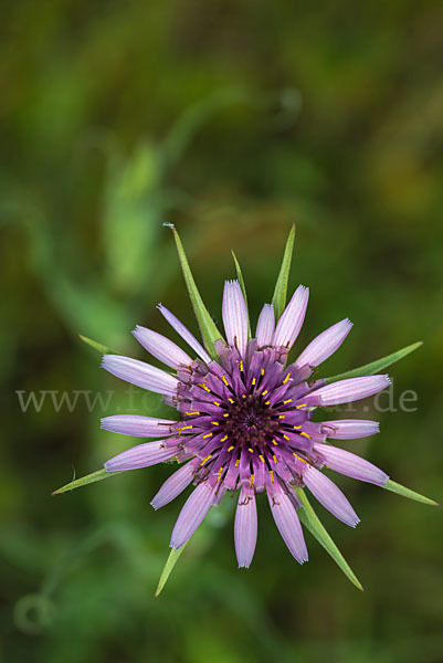 Haferwurzel (Tragopogon porrifolius)