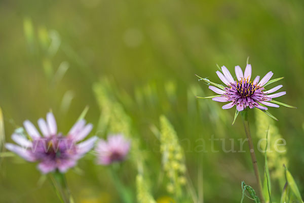 Haferwurzel (Tragopogon porrifolius)