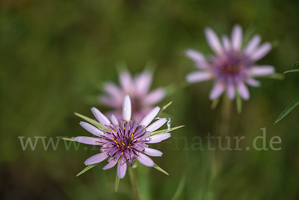 Haferwurzel (Tragopogon porrifolius)