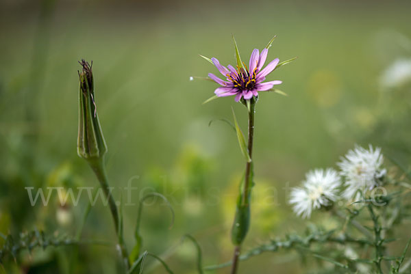 Haferwurzel (Tragopogon porrifolius)