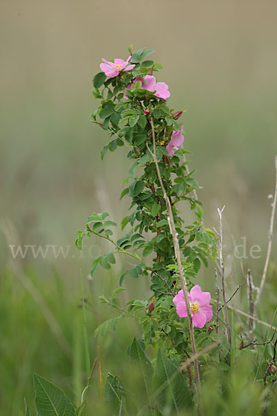 Hagebuttenrose (Rosa glabrifolia)