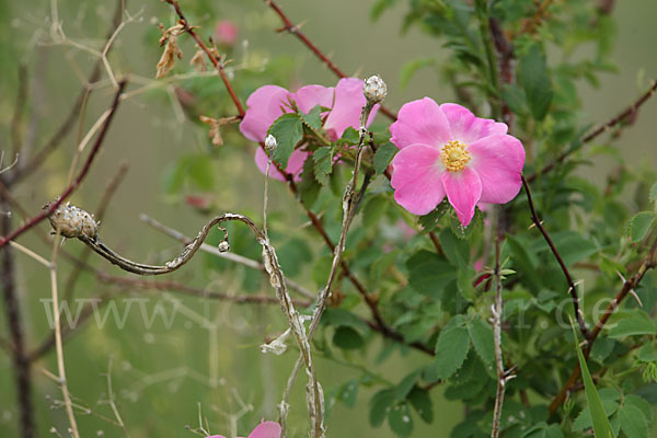 Hagebuttenrose (Rosa glabrifolia)