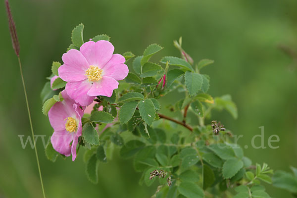 Hagebuttenrose (Rosa glabrifolia)