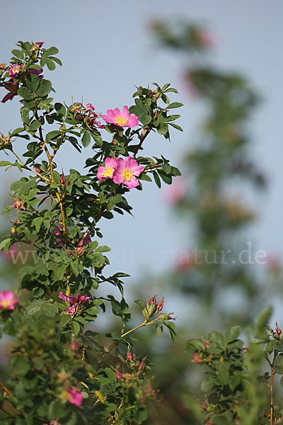 Hagebuttenrose (Rosa glabrifolia)