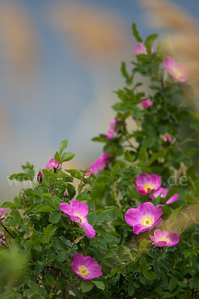 Hagebuttenrose (Rosa glabrifolia)