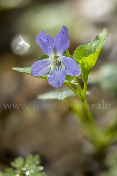 Hain-Veilchen (Viola riviniana)