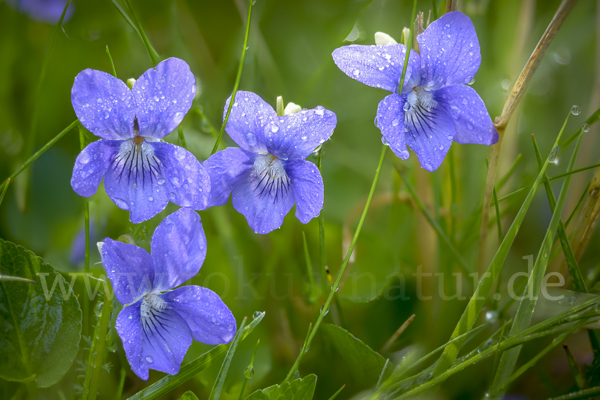 Hain-Veilchen (Viola riviniana)