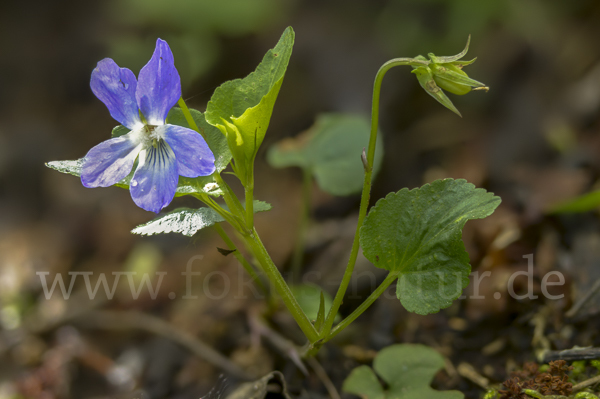 Hain-Veilchen (Viola riviniana)