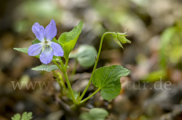 Hain-Veilchen (Viola riviniana)