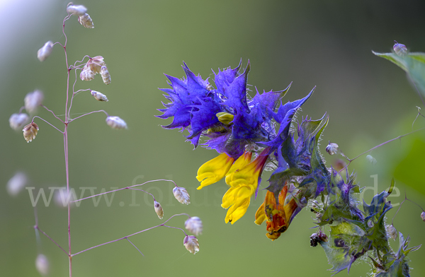 Hain-Wachtelweizen (Melampyrum nemorosum)